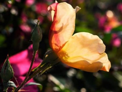 Jardin aux Plantes la Bouichère