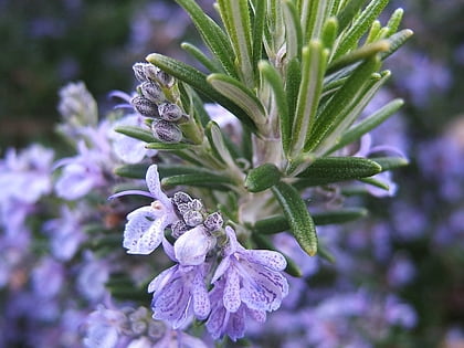 Jardín de los Aromas