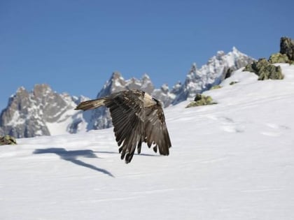 Parc loisirs : Les aigles du Léman