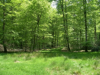 Forêt de Cerisy