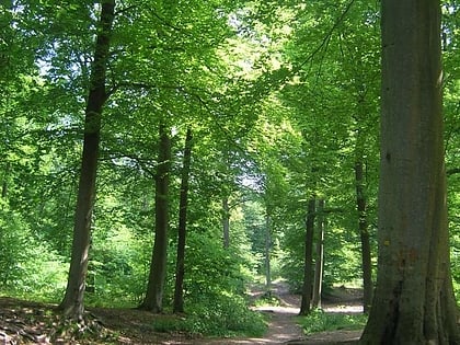 Wald von Chantilly