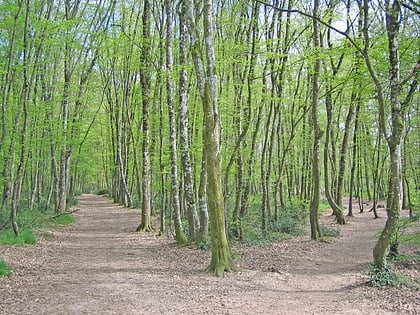 Forêt de Bouconne