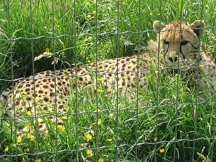 parc des felins lumigny nesles ormeaux