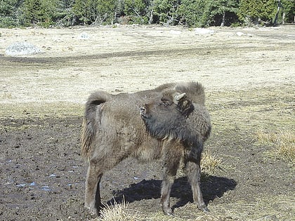 reserve de bisons deurope de sainte eulalie