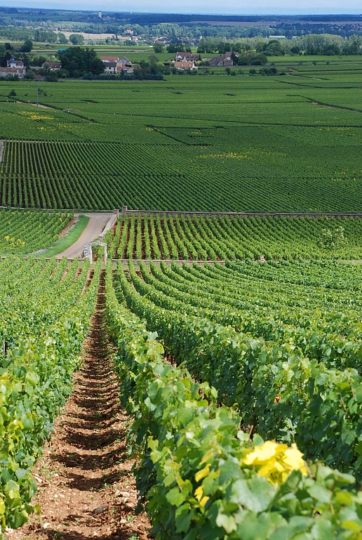 montrachet chassagne montrachet