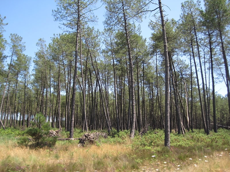 landes de gascogne regional natural park belin beliet