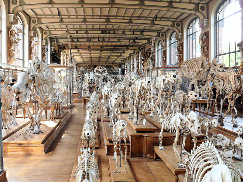 Galerie de Paléontologie et d'Anatomie comparée