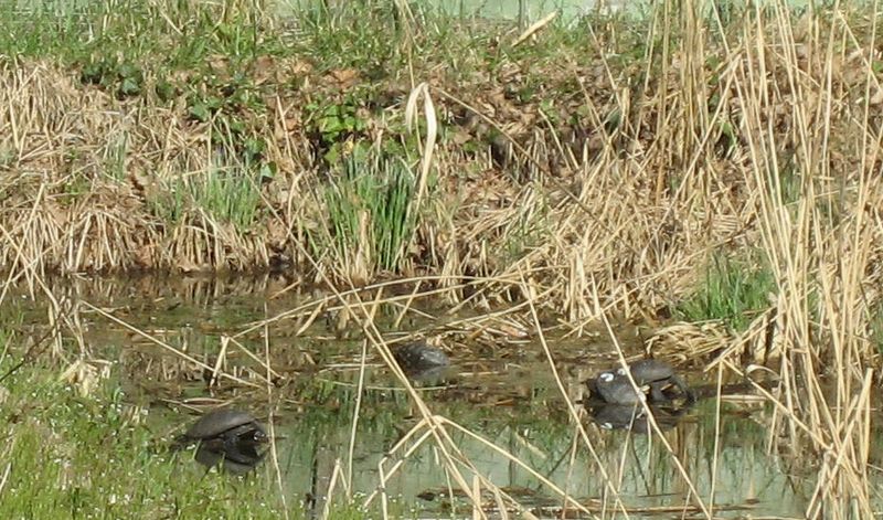 Réserve naturelle de la petite Camargue alsacienne