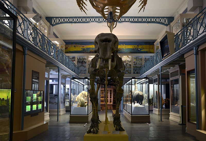 Musée d'Histoire Naturelle de Lille