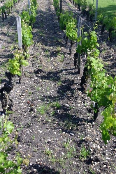 Château Haut-Bailly