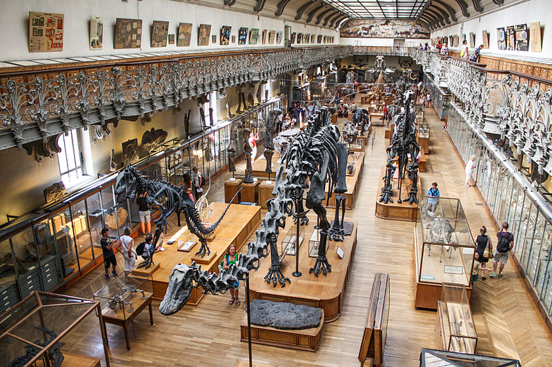 Galería de Paleontología y Anatomía Comparada