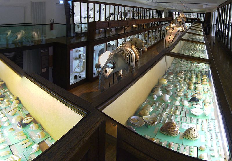Natural History Museum of Nantes