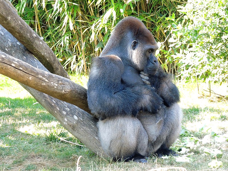 Parc zoologique d'Amnéville