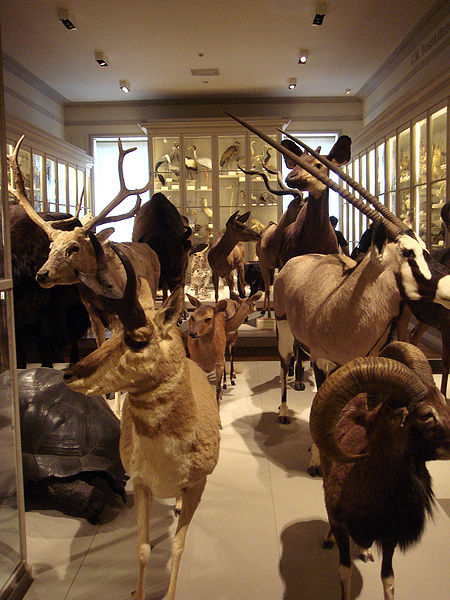 Muséum d'Histoire naturelle de La Rochelle