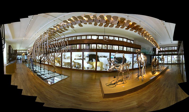 Natural History Museum of Nantes