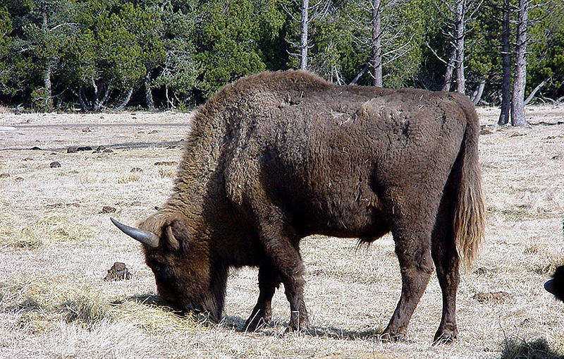 Réserve de bisons d'Europe de Sainte-Eulalie