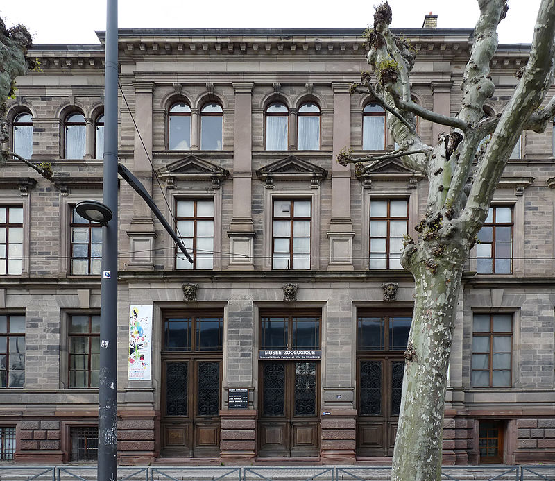 Musée zoologique de la ville de Strasbourg, Strasbourg