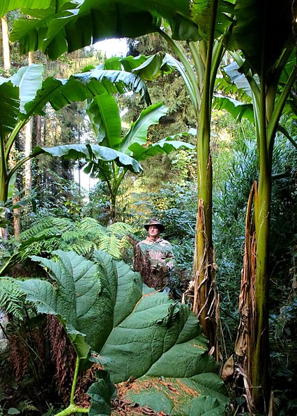 Jardin Jungle Karlostachys
