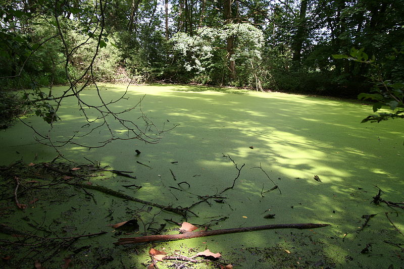 Réserve naturelle de la petite Camargue alsacienne