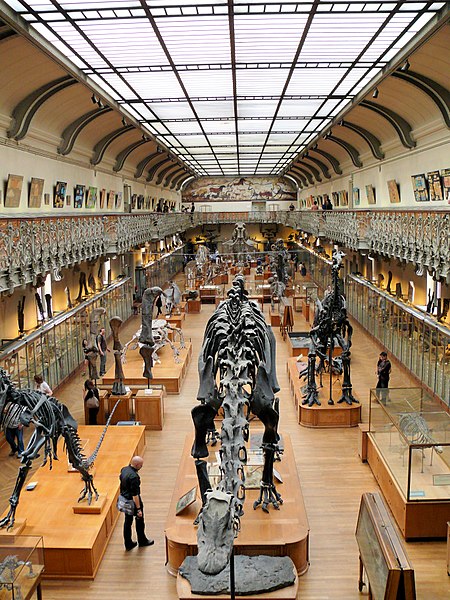 Galería de Paleontología y Anatomía Comparada