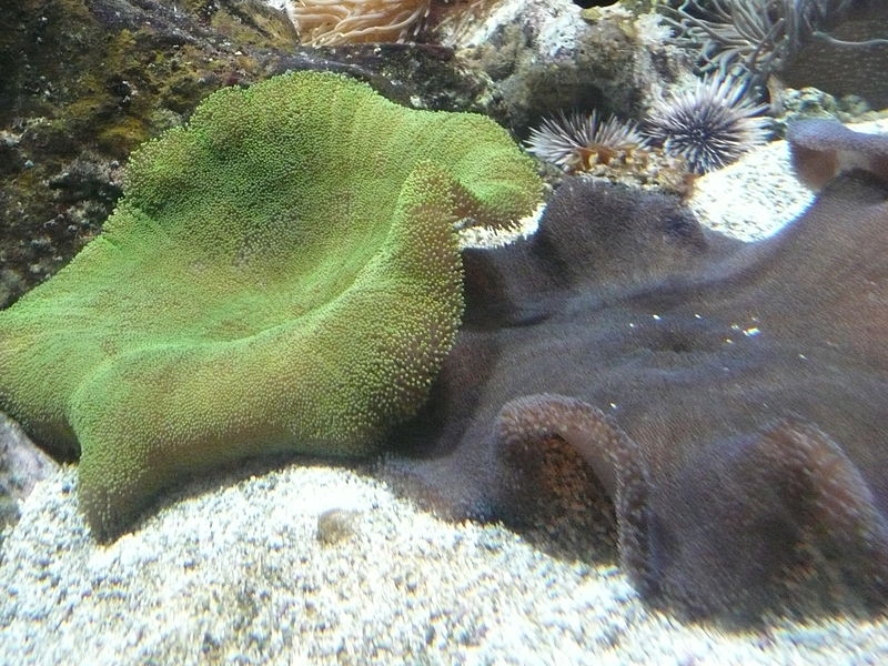 Aquarium de La Rochelle