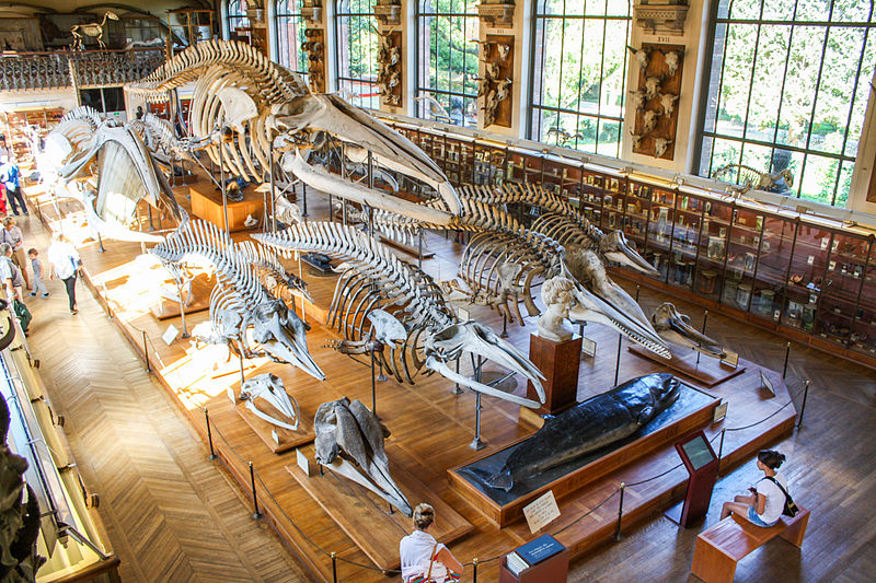 Galerie de Paléontologie et d’Anatomie Comparée