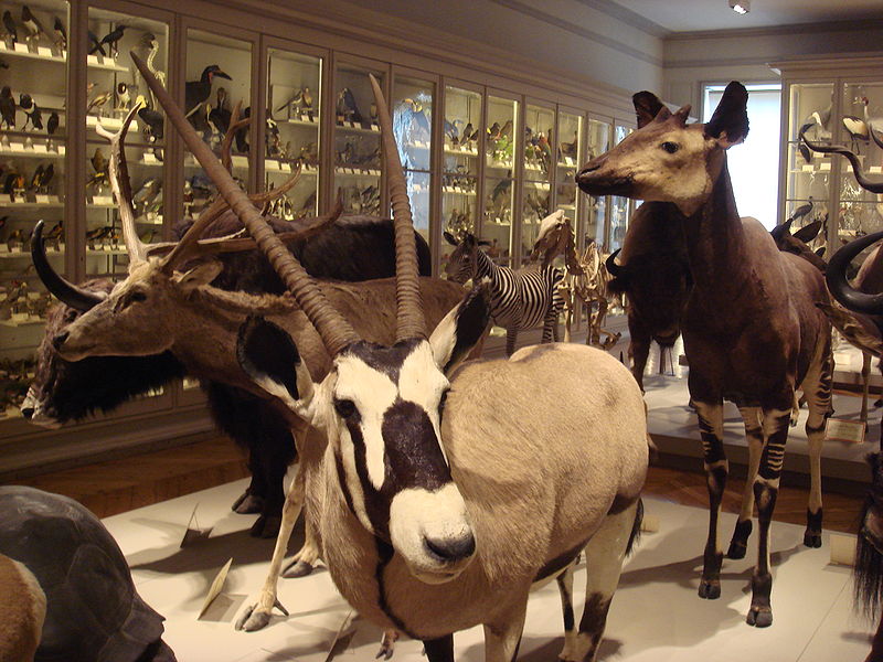 Muséum d'histoire naturelle de La Rochelle