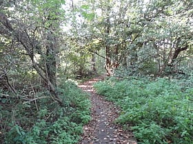 Denham Lock Wood