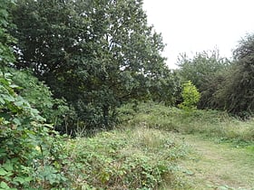 Barfield Allotments Nature Park