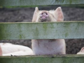 Gorse Hill City Farm