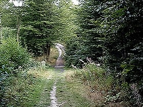 Great Wood and Dodd's Grove