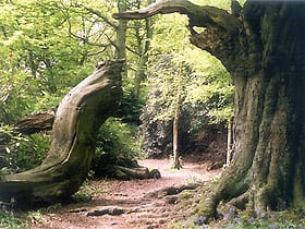 Ecclesall Woods