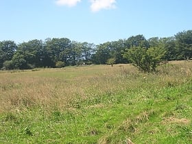 Sylvia's Meadow