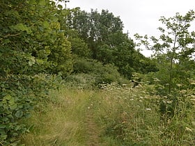 Lokalny Rezerwat Przyrody Wheathampstead