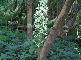 clouts wood swindon