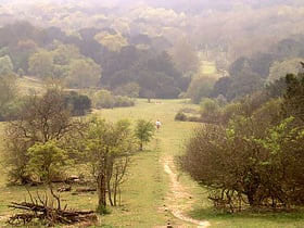 Kingley Vale National Nature Reserve