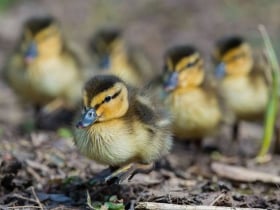 Arundel Wetland Centre