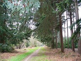 Forêt d'Alice Holt