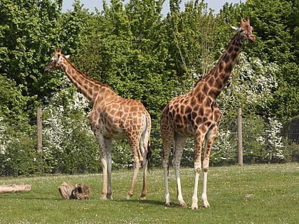 Marwell Zoo