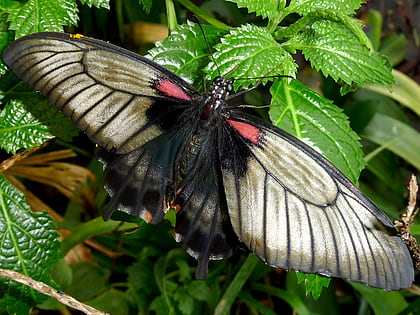 Stratford Butterfly Farm