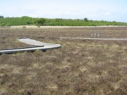 blawhorn moss