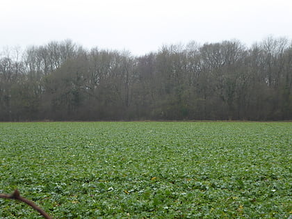 westerham wood