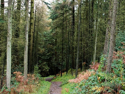 drumkeeragh forest
