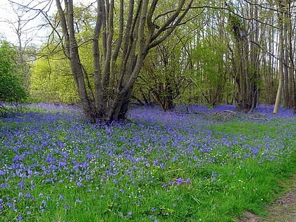 sulham and tidmarsh woods and meadows