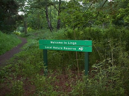 rezerwat przyrody lings wood northampton