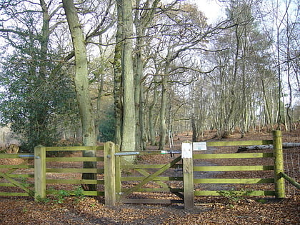 chapel common liphook