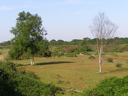 gorley hill new forest