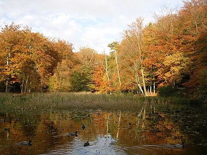 burnham beeches