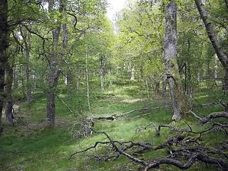 dinnet oakwood park narodowy cairngorms