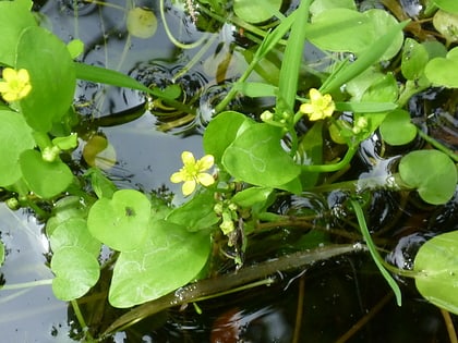 badgeworth sssi